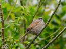 Sedge buckthorn - Rokitniczka